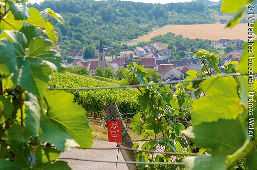 Panoramaweg Weinberge Beckstein (Liebliches Taubertal)