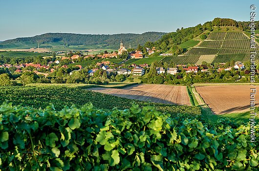 Ausblick auf Castell (Castell / Steigerwald)